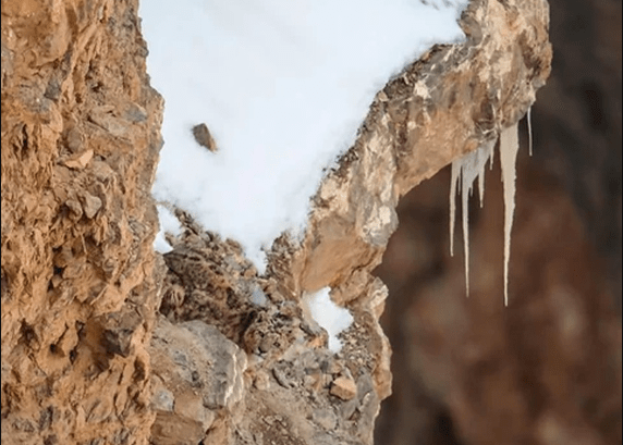 People Can’t Spot A Snow Leopard This Photo