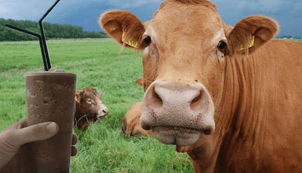 Americans Believe Brown Cows Produce Choco Milk