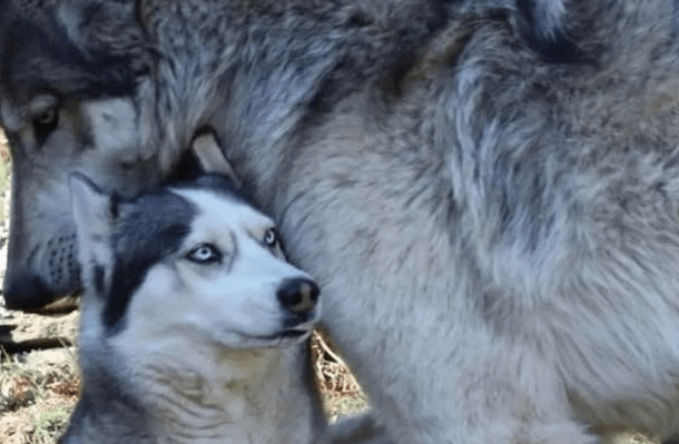 Husky Vs Wolf
