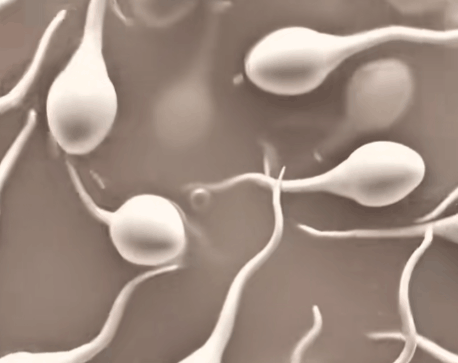 Simulation Shows When Semen Enters Body