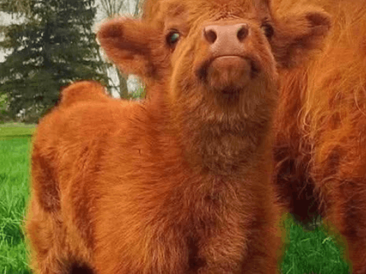 Orange Calf