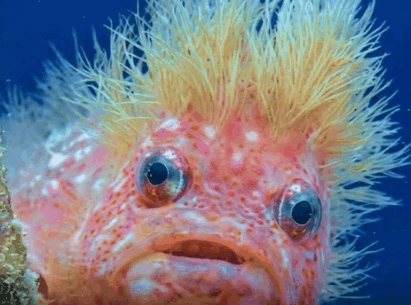 New Fish Species Discovered