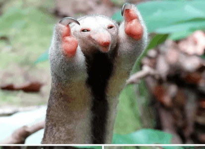 This Animal..