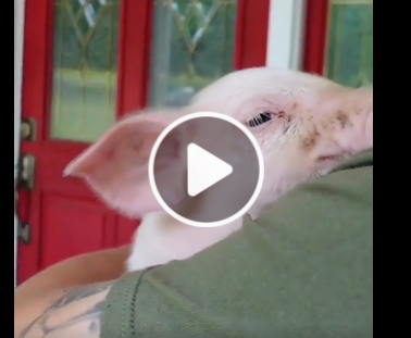 Man Rescues Baby Pig