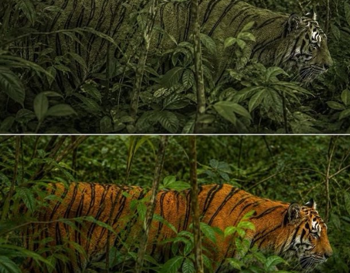 Tiger Fact